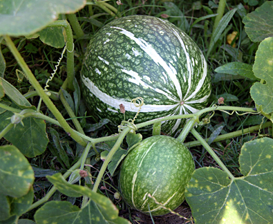 معرفی و راهنمای پرورش درختان میوه - کدو برگ انجیری